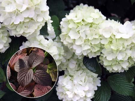 VIBURNUM plicatum ´Opening Day´(´PIIVIB II´)Ⓢ FE®