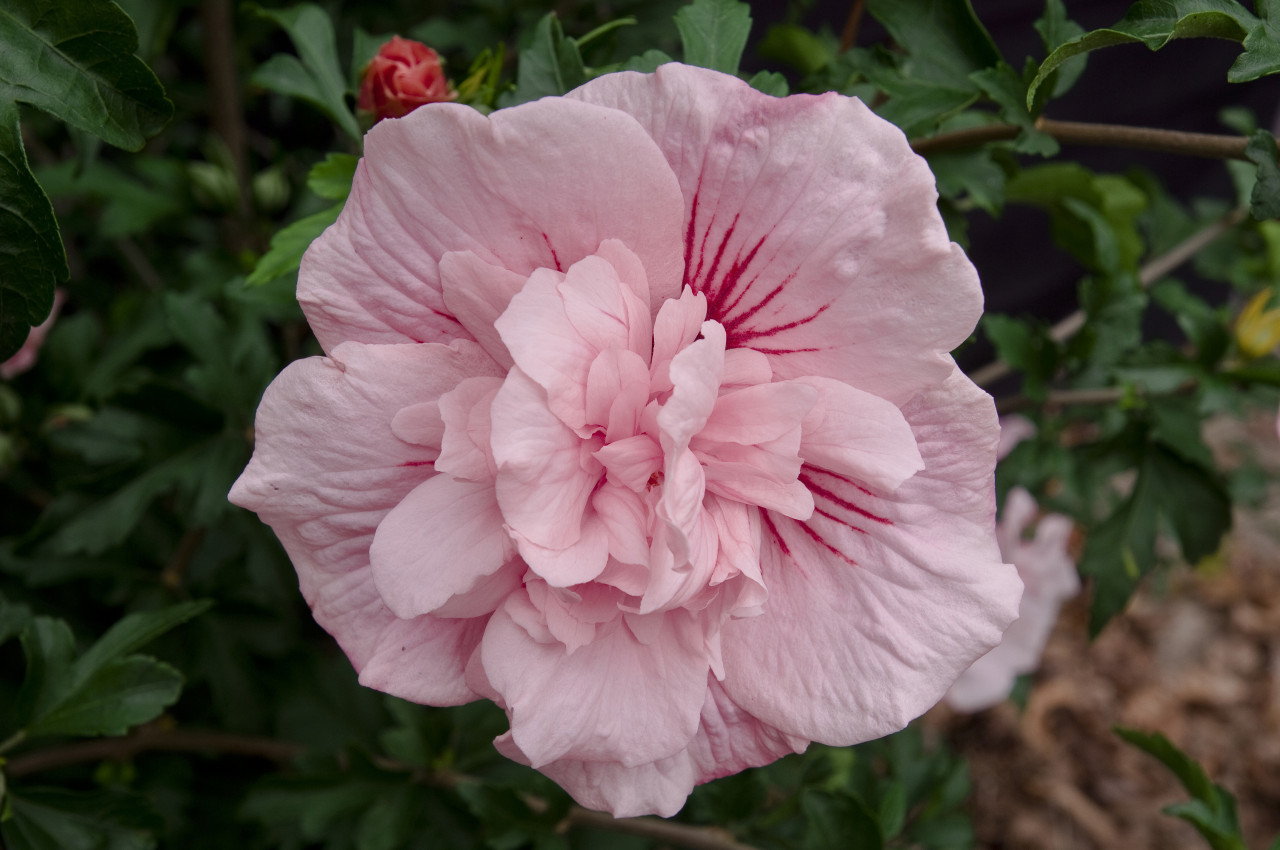 HIBISCUS syriacus ´Pink Chiffon´ (´JWNWOOD4´)Ⓢ