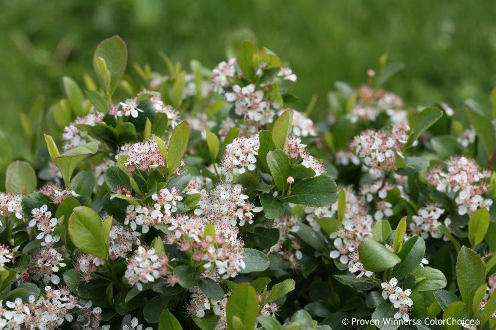 ARONIA melanocarpa ´Revontuli® Mound´ (´UCONNAM165´)Ⓢ PW®