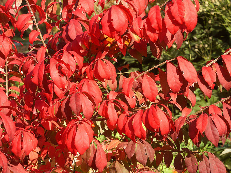 EUONYMUS alatus ´Fire Ball´