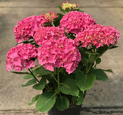 HYDRANGEA macrophylla ´Rubis SEDUCTION´® (´YYY ADONE´)Ⓢ