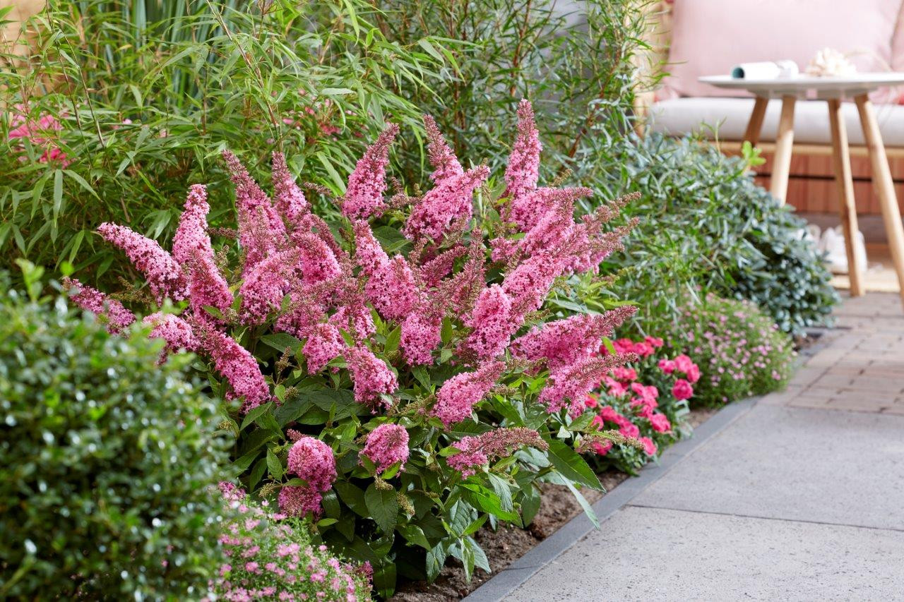 BUDDLEJA davidii ´Butterfly Candy® Little Pink´ (´BotEx005´)Ⓢ