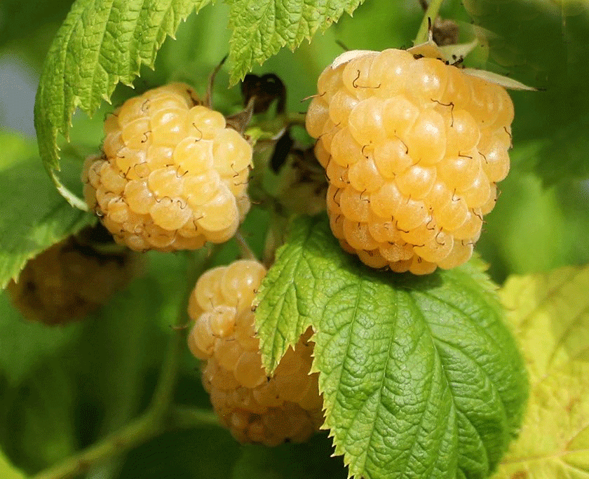 RUBUS idaeus ´Golden Everest´