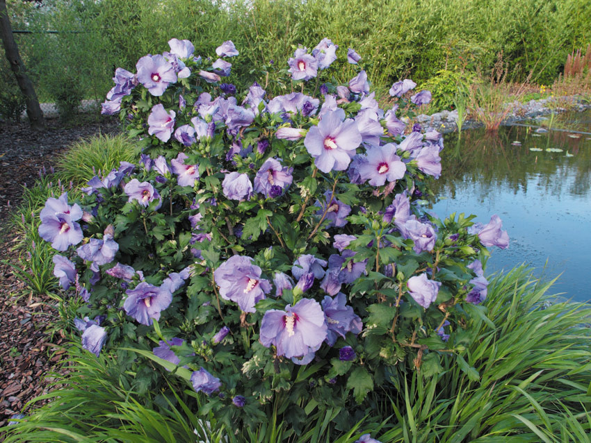 HIBISCUS syriacus ´Marina´