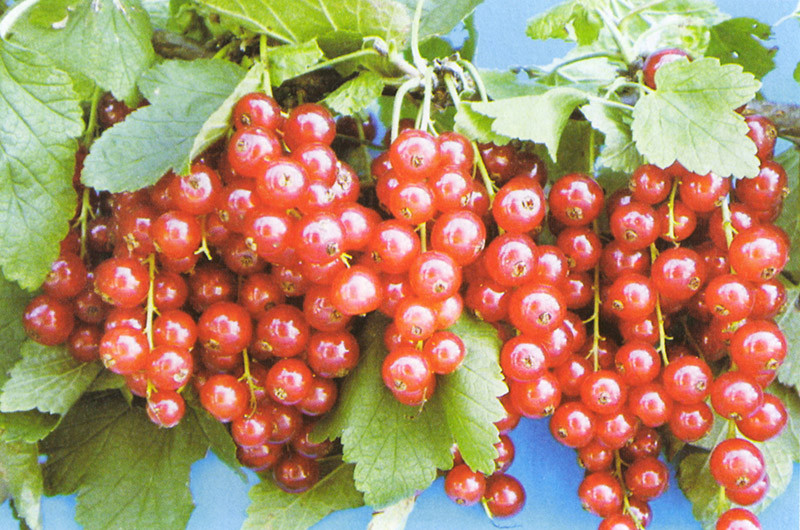 RIBES rubrum ´Rovada´ (=´Robella´)