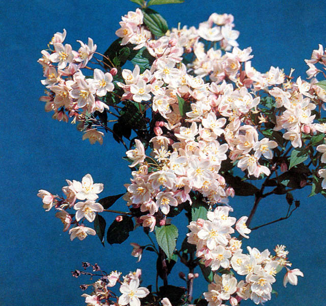 DEUTZIA kalmiiflora (= purpurascens ´Kalmiiflora´)