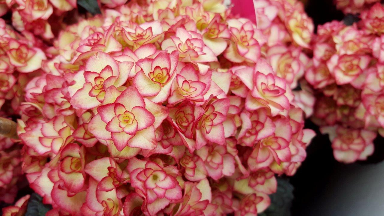 HYDRANGEA macrophylla ´Miss Saori´® (´H2002´)Ⓢ