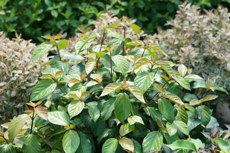 VIBURNUM ´Shiny Dancer´® (´NCVX1´)Ⓢ PW®