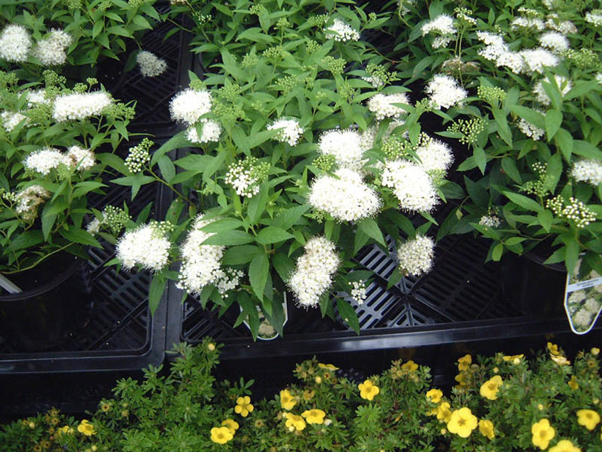SPIRAEA japonica ´Albiflora´ (= S. albiflora, callosa alba)