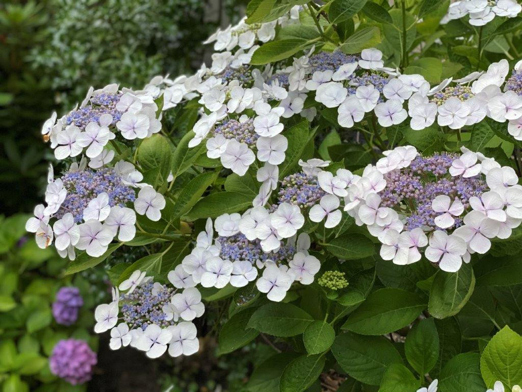 HYDRANGEA serrata ´Bluebird´