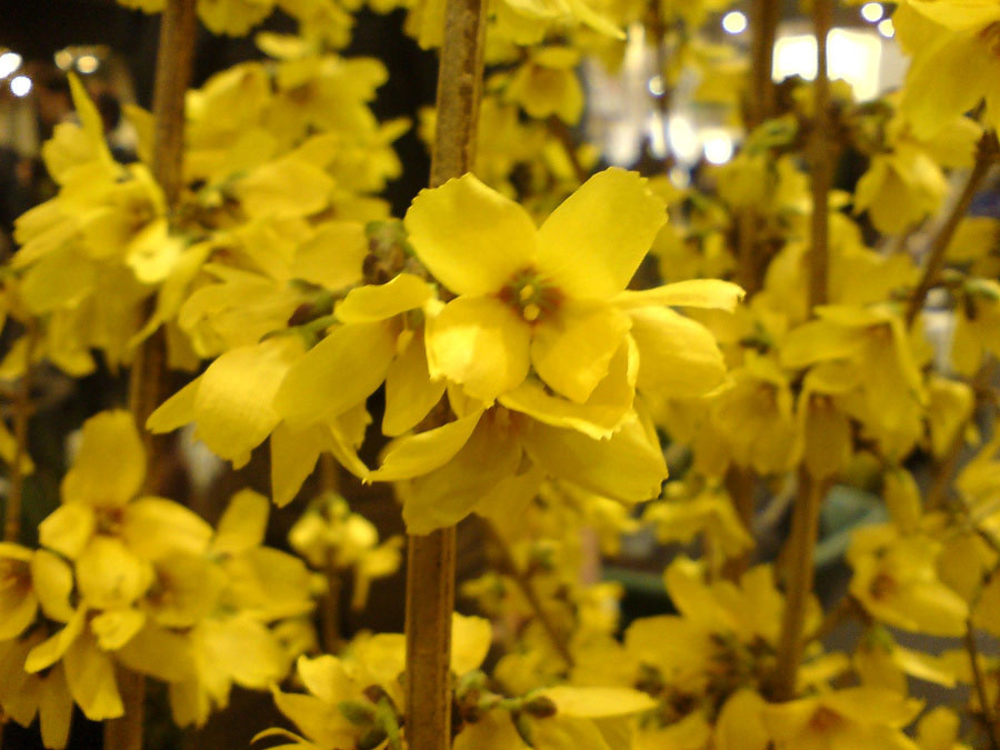 FORSYTHIA intermedia ´Goldrausch´