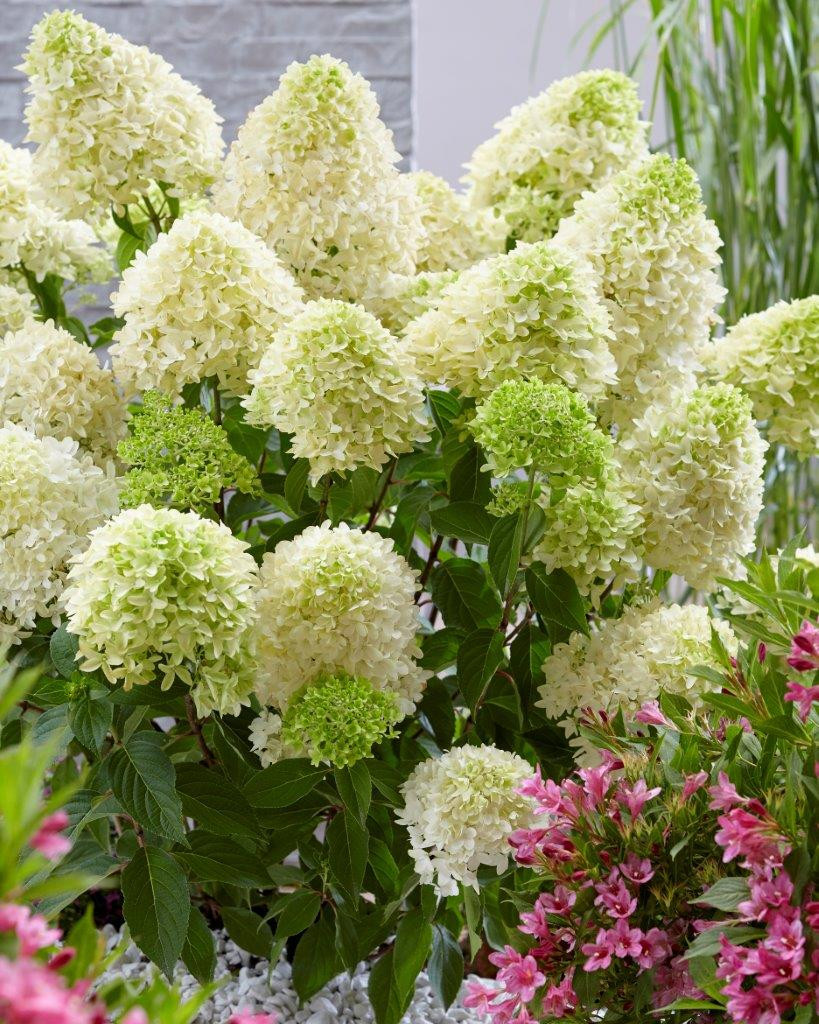 HYDRANGEA paniculata ´Skyfall´® (´Frenne´)Ⓢ