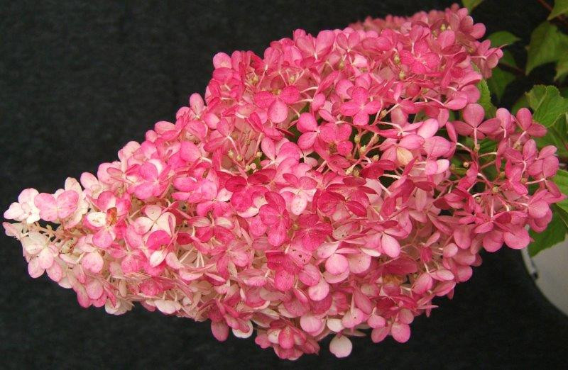 HYDRANGEA paniculata ´Vanille-Fraise´® (´Renhy´)Ⓢ