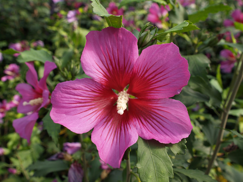 HIBISCUS syriacus ´Silke´® (´KOJUHSS´)