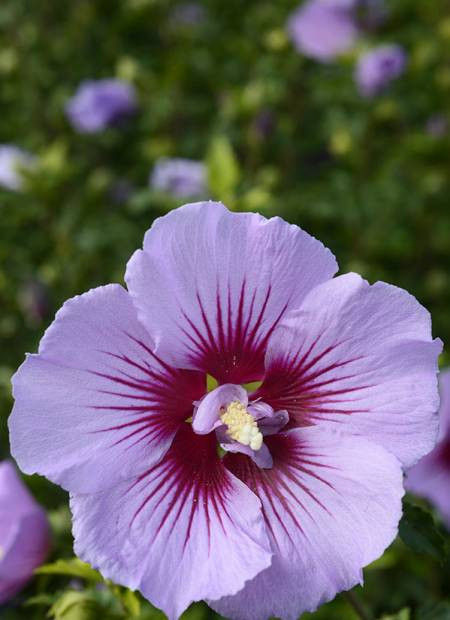 Hibiscus syriacus ´B&#039; TWIST® Lavender´ (´Mingravi4´)