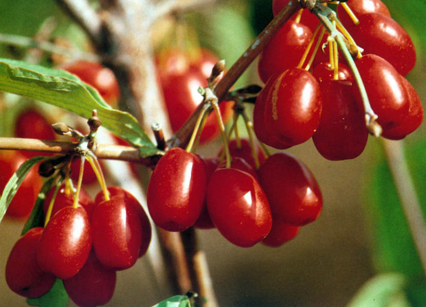 CORNUS mas ´Jolico´