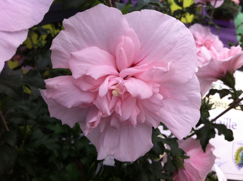 HIBISCUS syriacus ´Pink Chiffon´ (´JWNWOOD4´)Ⓢ | Decidous