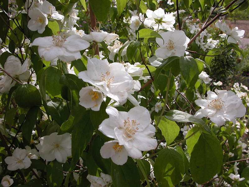 PHILADELPHUS ´Natchez´