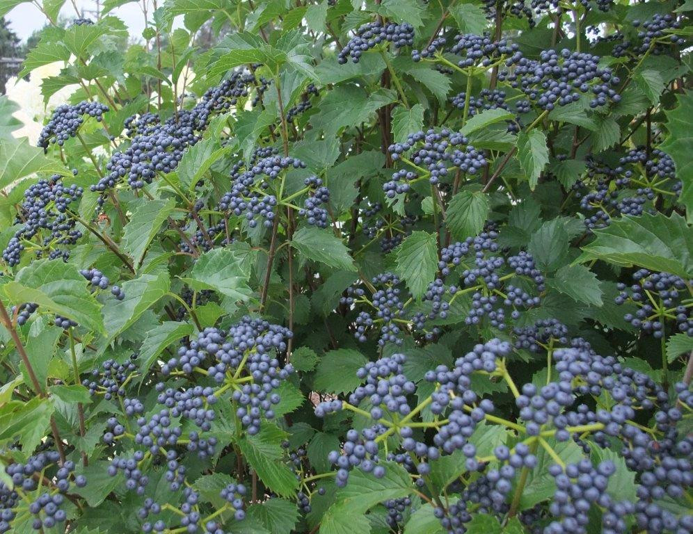 VIBURNUM dentatum ´Blue Muffin´® (´CHRISTOM´)