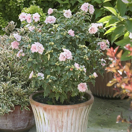 HIBISCUS syriacus ´Sugar Tip´® (´America Irene Scott´)Ⓢ PW®