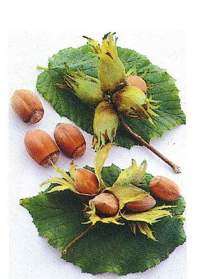 CORYLUS avellana ´Nottingham Fruchtbare´