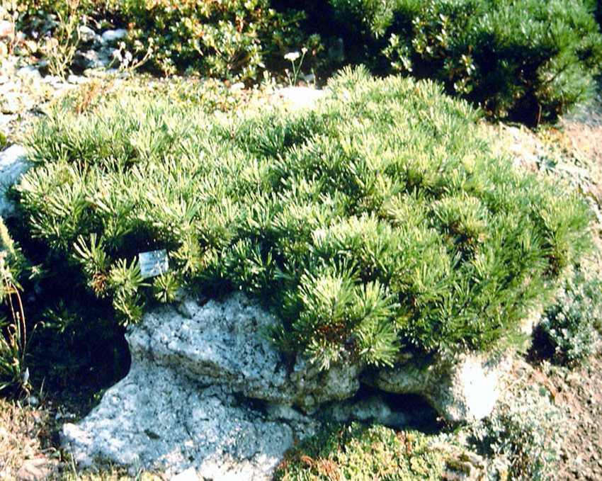 PINUS mugo pumilio