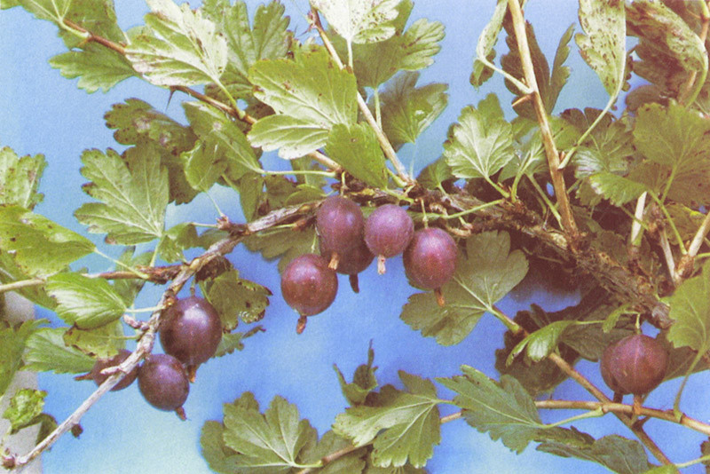 RIBES uva-crispa ´Hinnonmäki rot´ (=´Lepaan punainen´)