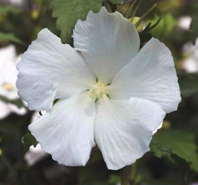 HIBISCUS syriacus ´Diana´