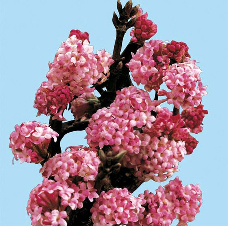 VIBURNUM bodnantense ´Dawn´