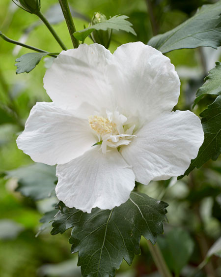 HIBISCUS syriacus ´Flower Tower White (´Gandini van Aart´)Ⓢ