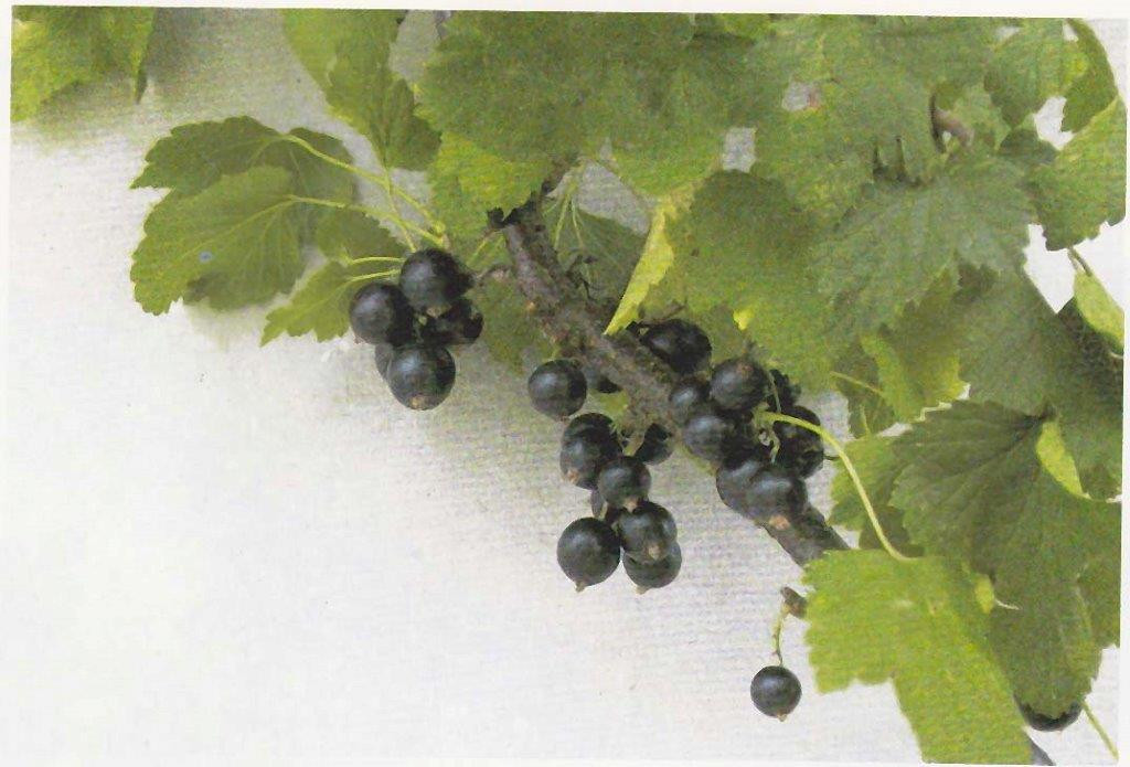 RIBES nigrum ´Polar´