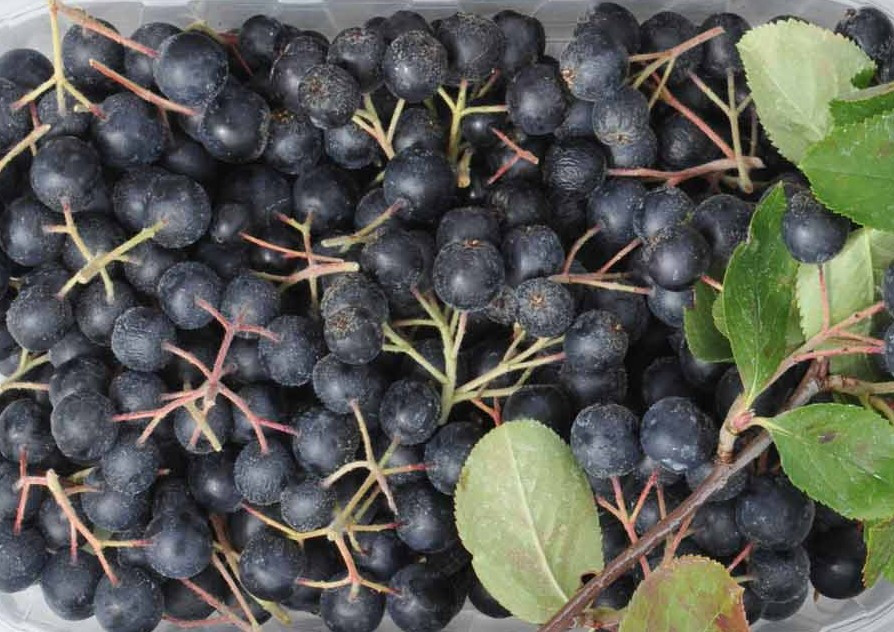 ARONIA prunifolia ´Viking´ (= melanocarpa ´Viking´)