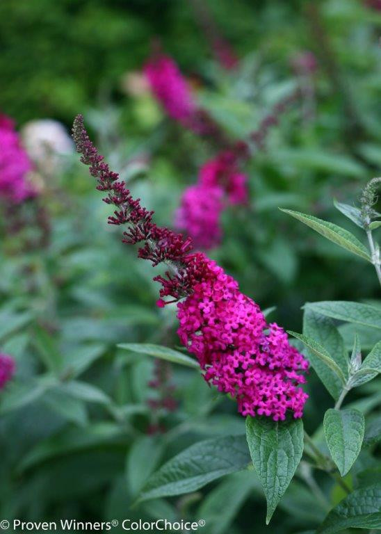 BUDDLEJA ´Miss Molly´ (=´Red Chip´)