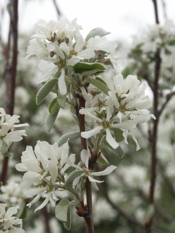 AMELANCHIER ovalis