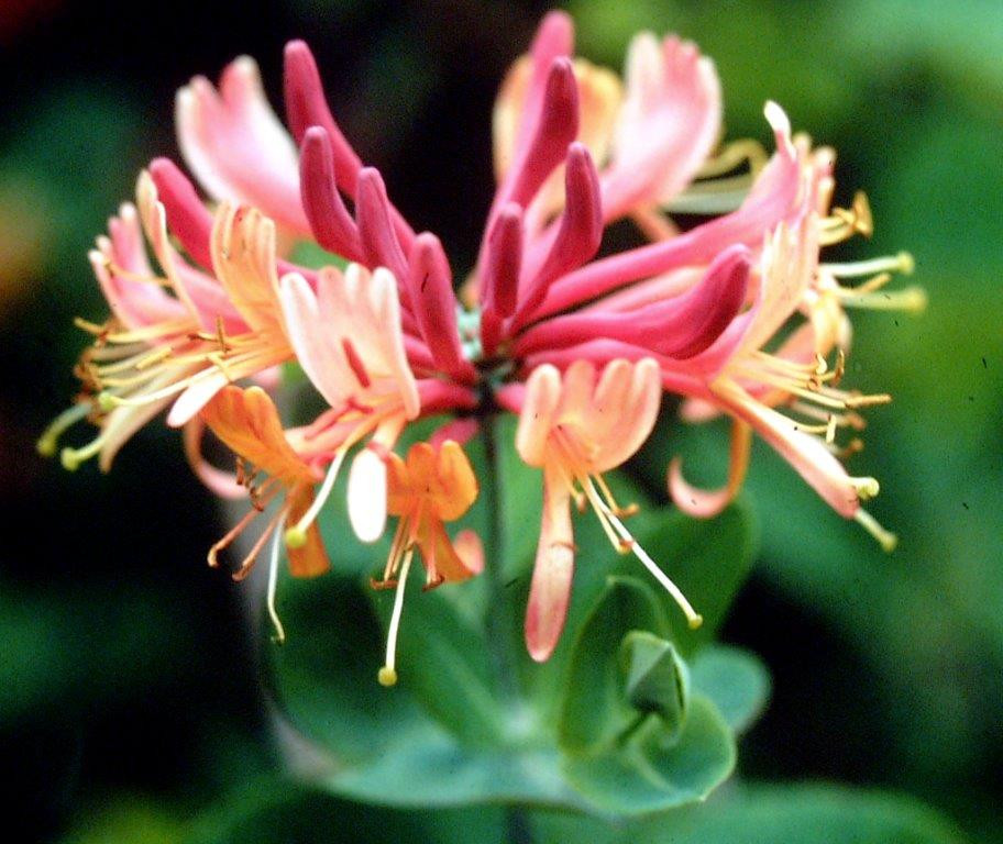 LONICERA heckrottii