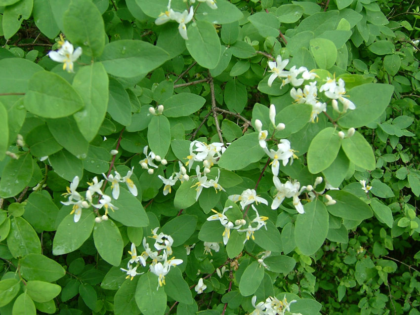 LONICERA xylosteum