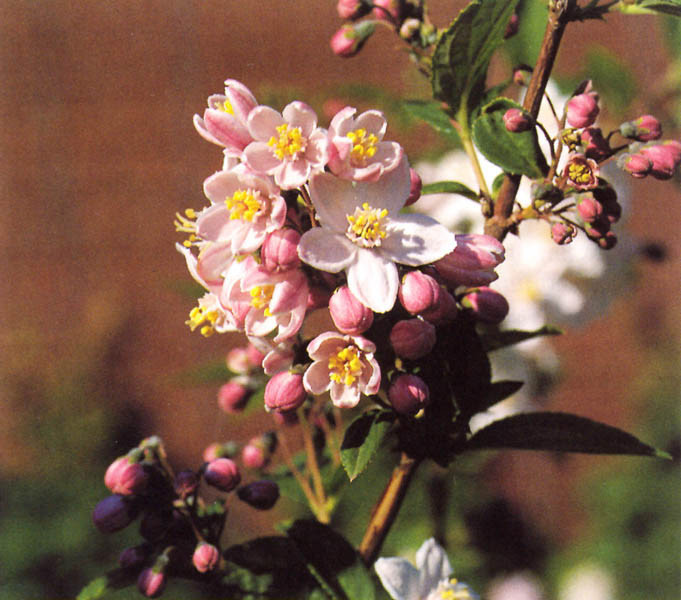 DEUTZIA hybrida ´Mont Rose´