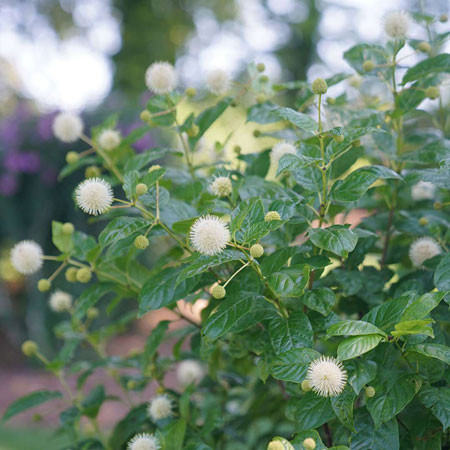 CEPHALANTHUS occidentalis ´Sugar Shack´ (´SMCOSS´)Ⓢ PW®