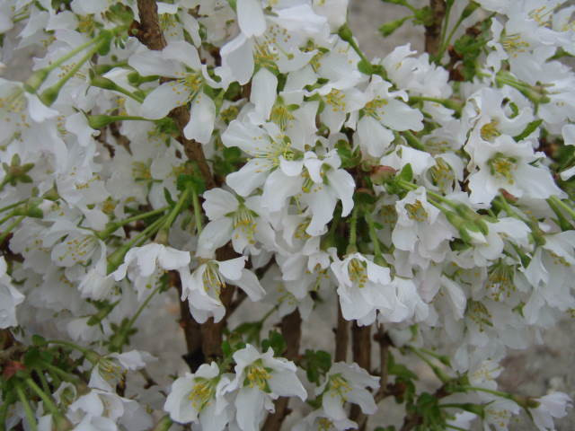 PRUNUS incisa ´Kojou-no-mai´