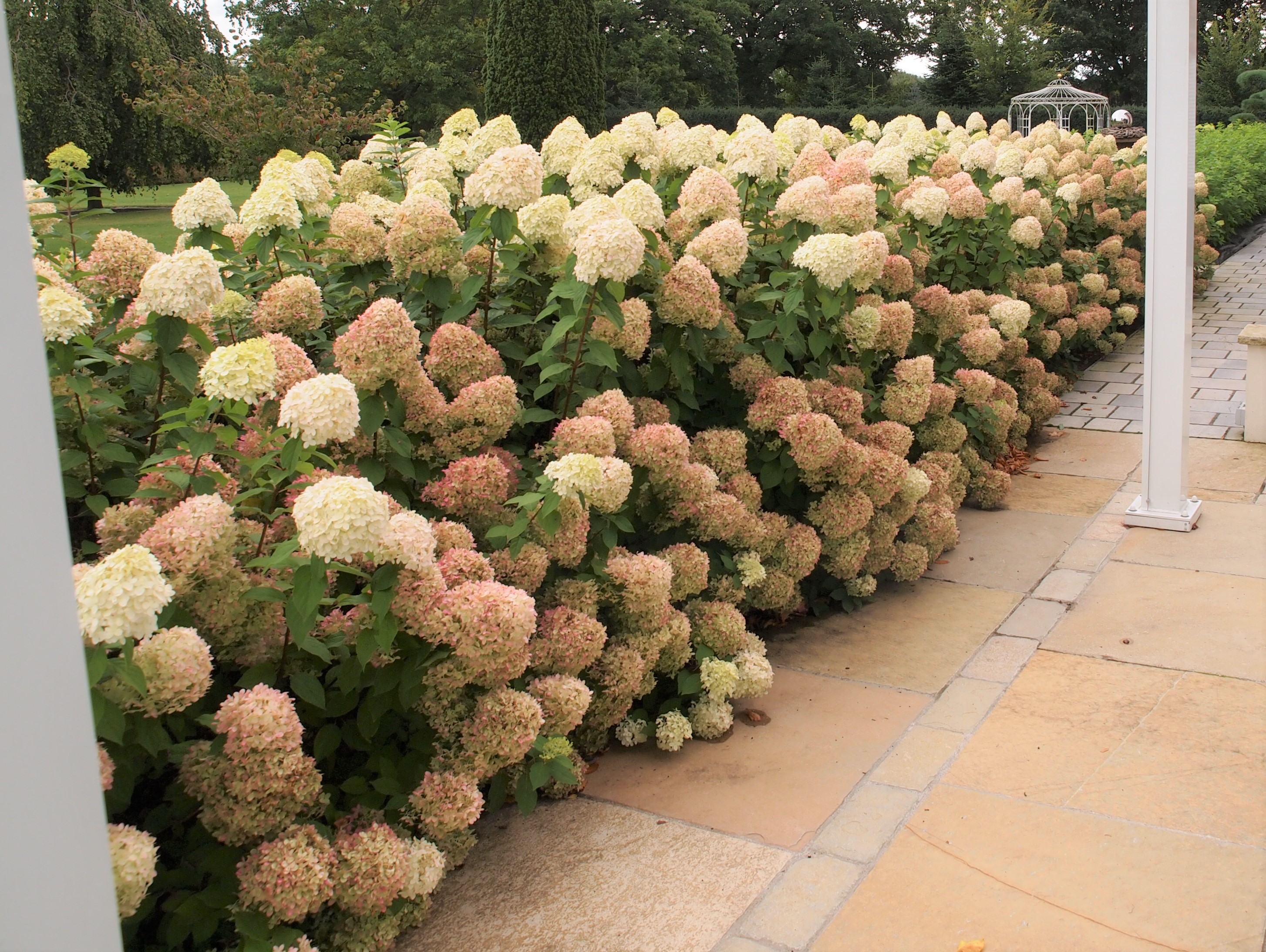 Hydrangea Paniculata Limelight - Baumschule Eggert Blutenstraucher Baumschulen Heckenpflanzen Rispenhortensie Limelight Hydrangea Paniculata Limelight Im Pflanzenhandel Online Kaufen / Flowering stems may be longer next year after plants are established.