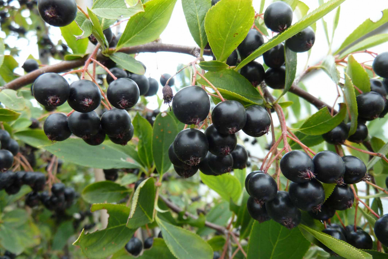 ARONIA melanocarpa ´Hugin´ (= prunifolia ´Hugin´)