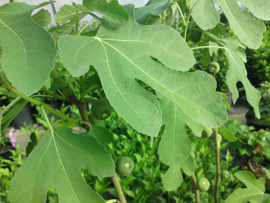 FICUS carica ´Brown Turkey´ (=´Bella Brunetta´)