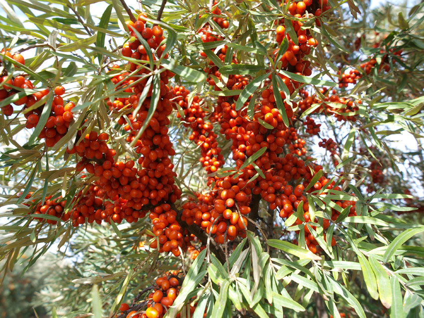 HIPPOPHAE rhamnoides ´Sirola´Ⓢ