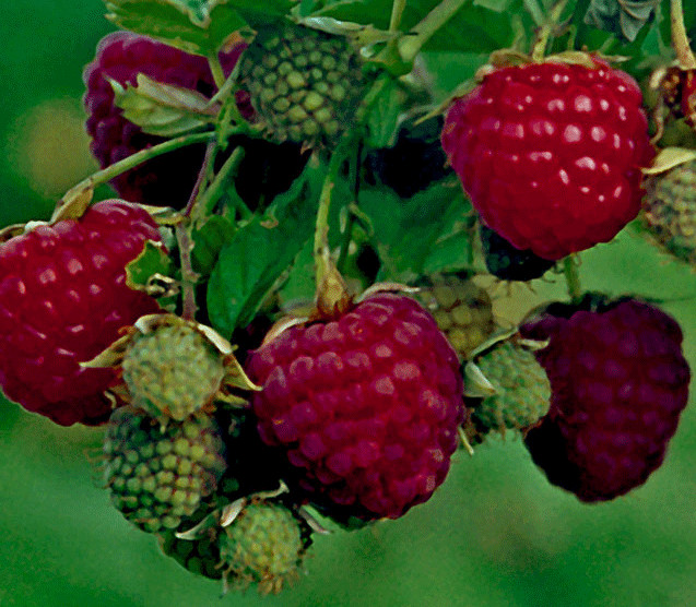 RUBUS idaeus ´Himbo-Top´® (´Rafzaqu’)Ⓢ