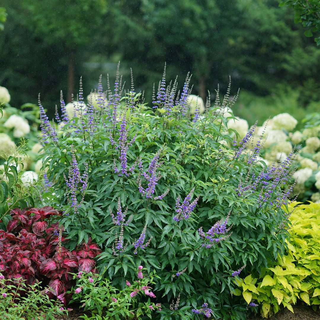 VITEX agnus-castus ´Blue Diddley´® (´SMVACBD´)Ⓢ PW®