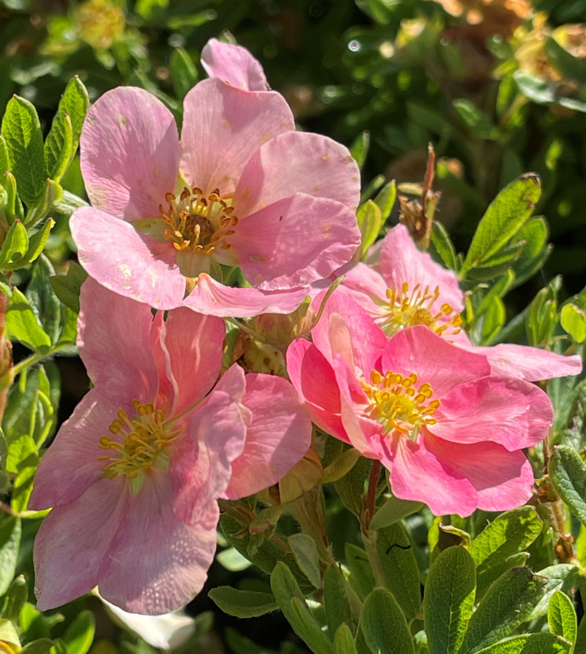 POTENTILLA fruticosa ´Lovely Pink´® (´Pink Beauty´)Ⓢ