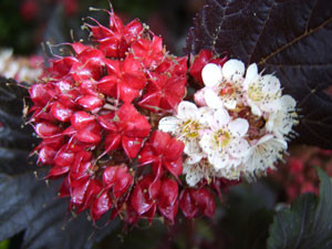 PHYSOCARPUS opulifolius ´Midnight´ (´Jonight´)Ⓢ