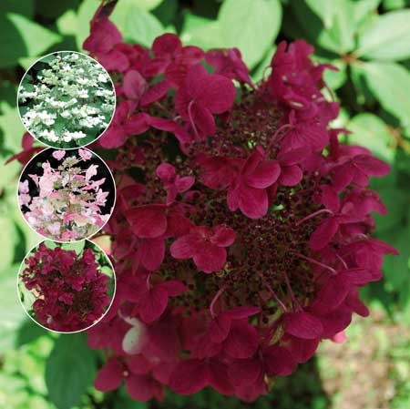 HYDRANGEA paniculata ´Wims Red´Ⓢ