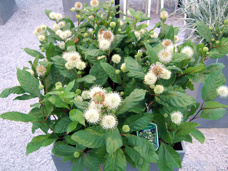 CEPHALANTHUS occidentalis