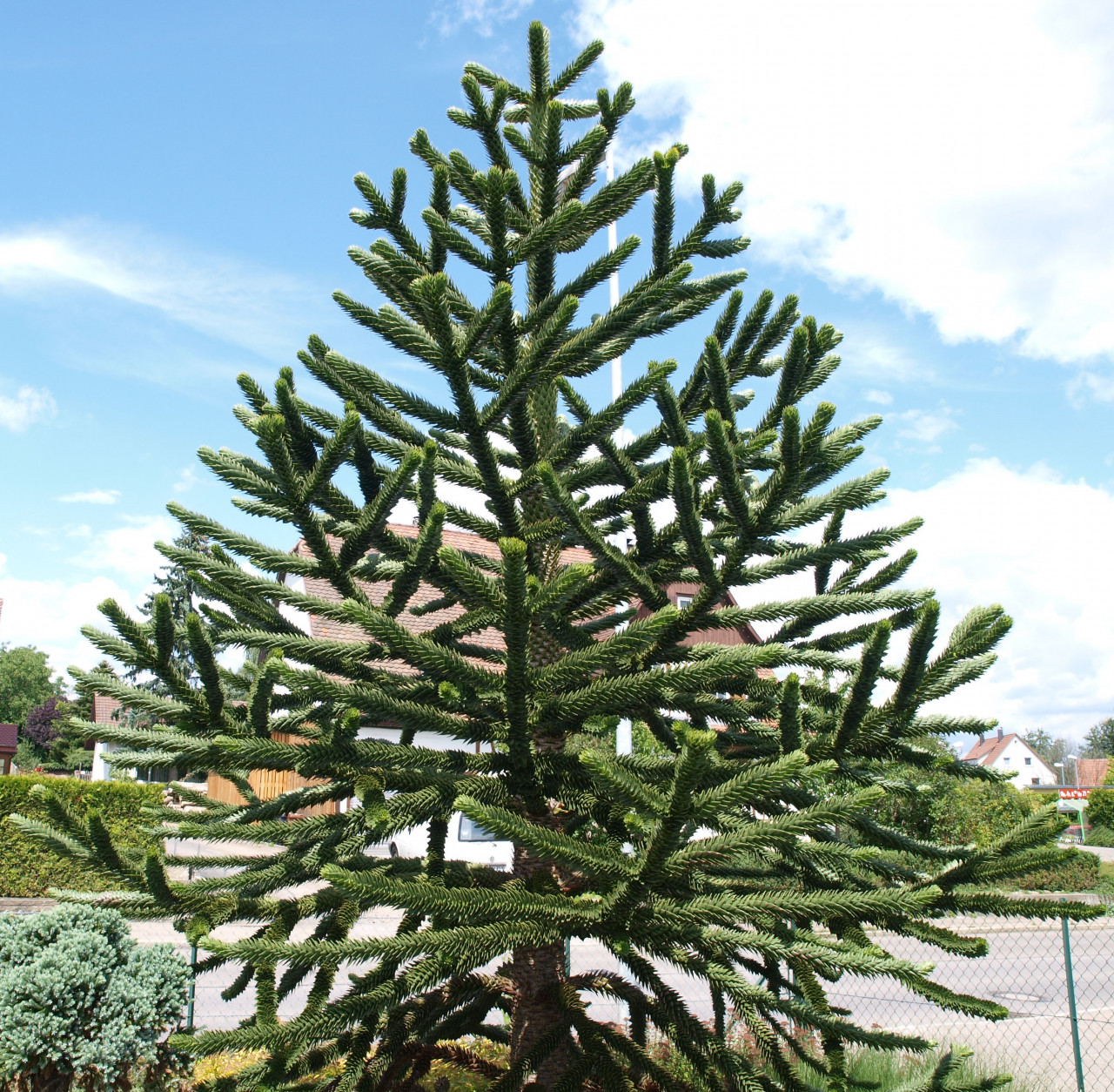 ARAUCARIA araucana (= imbricata)